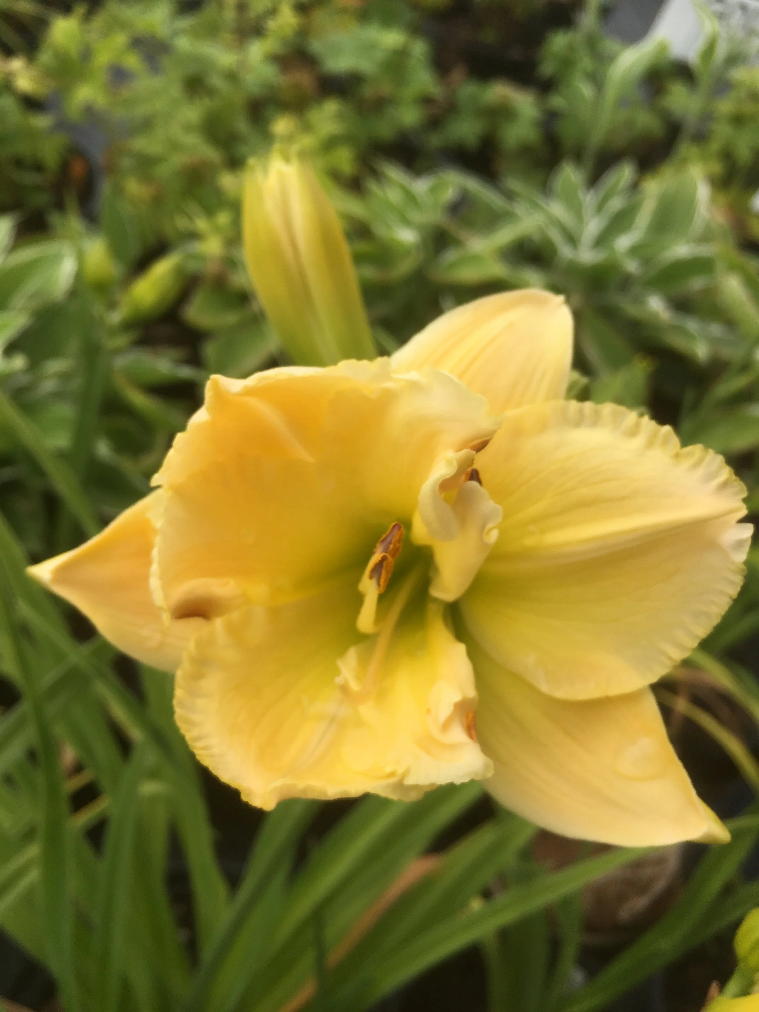 Mountain Heights Daylily (Hemerocallis) — Corn Hill Nursery